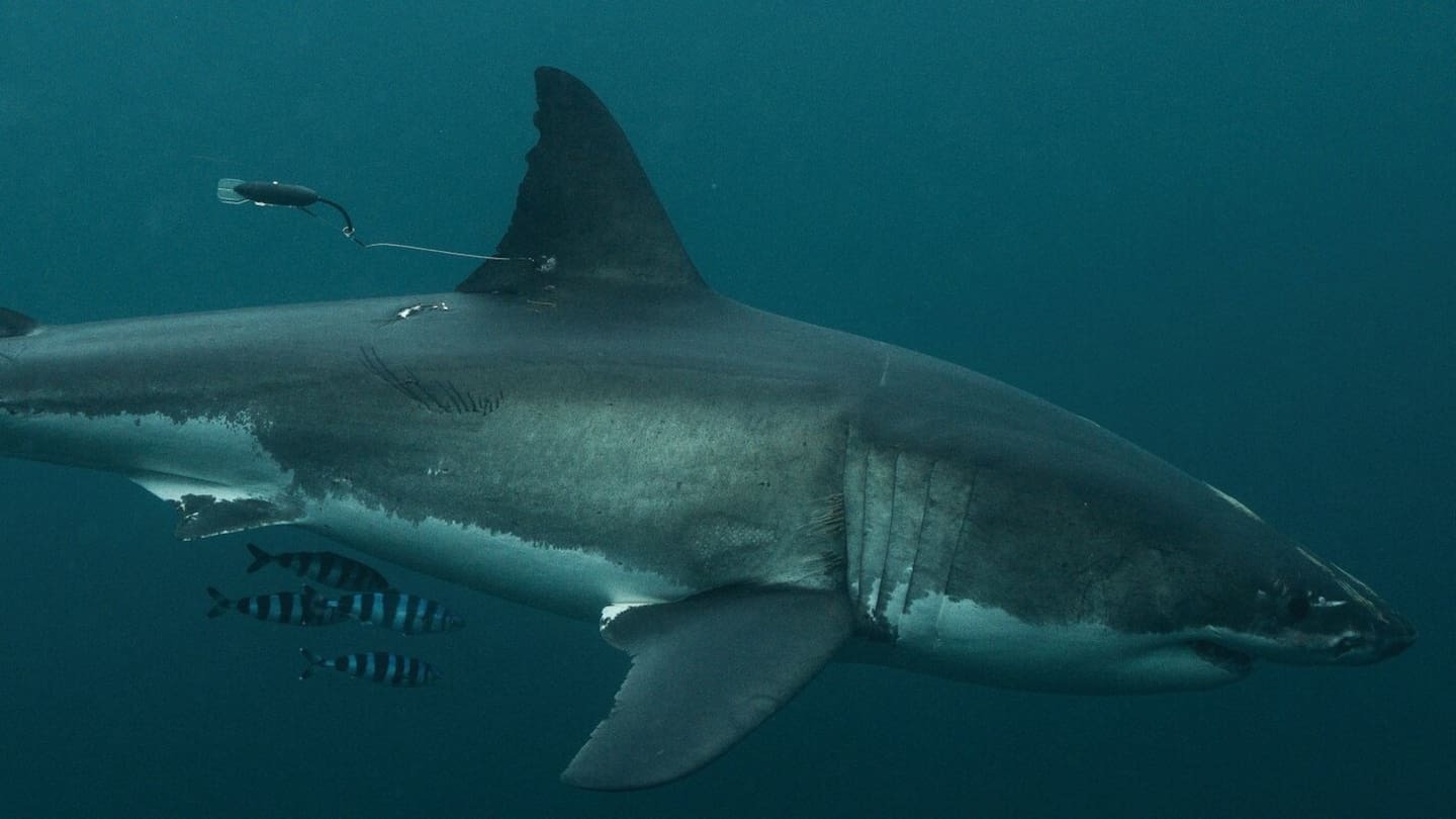 Great white hopes: Tagging project back under way as sharks return to Bay