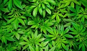Police found almost 3kg of cannabis head and leaves pre-packed into snaplock bags at Antony Coles' houses and business. Photo / 123RF