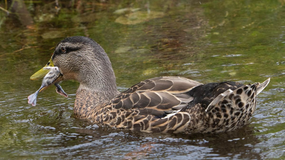 'We were horrified': DoC shock as ducks filmed eating native chicks alive