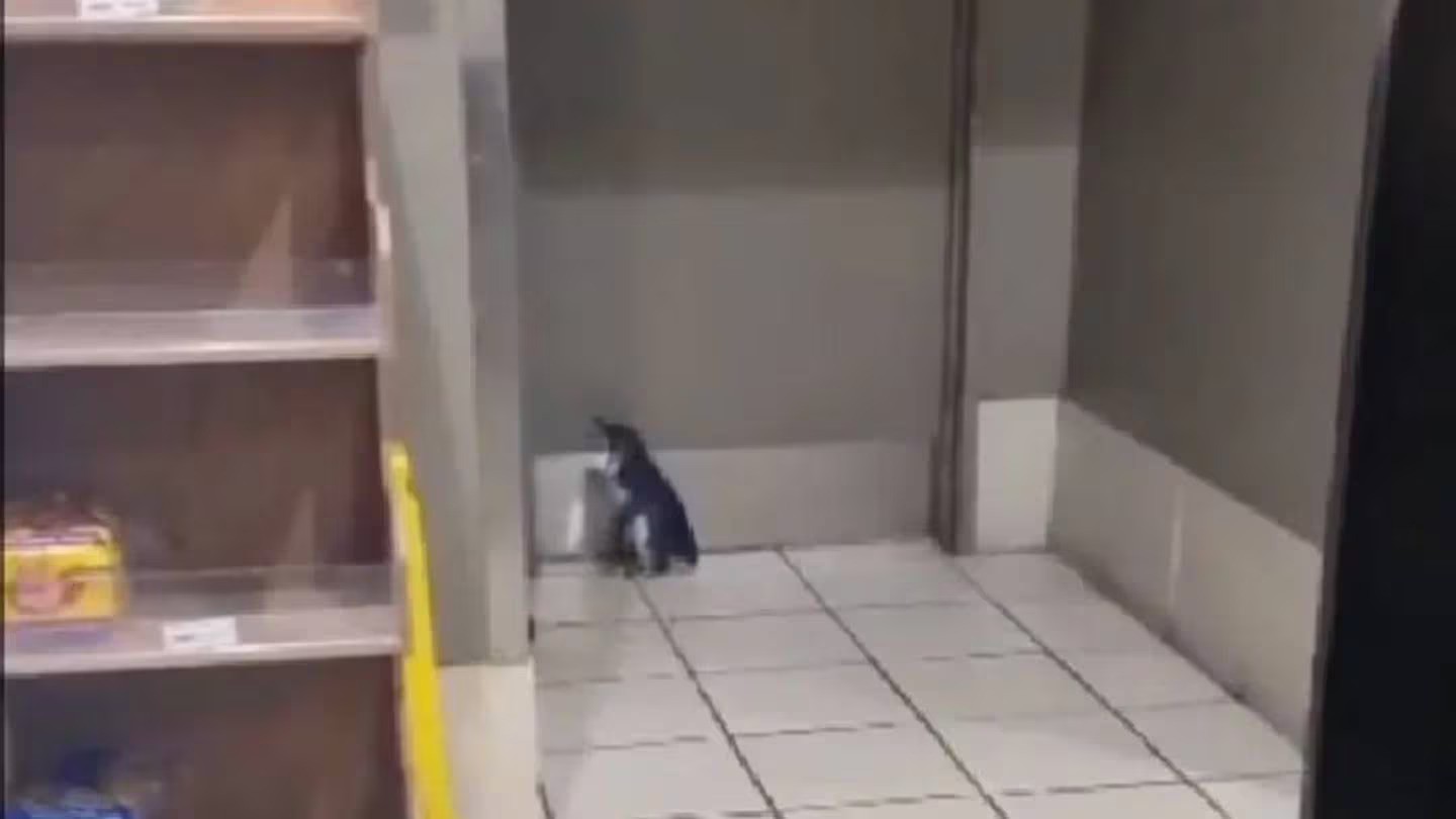 Staff at a Z service station in Ōamaru helped to return a penguin to the wild after it waddled into the store. Photo / Z Energy Ōamaru  By RNZ