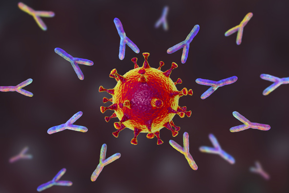 Antibodies responding to Covid-19 coronavirus, stock illustration (Photo / Getty)