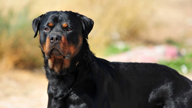 Two rottweiler-type dogs have been seized from the family’s home. Photo / Getty Images