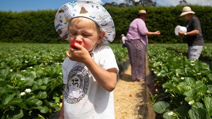 Families enjoying the sun in Auckland yesterday at Good Planet. Photo / Sylvie Whinray