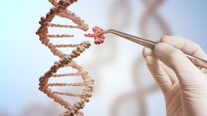 Food produced using new breeding techniques, including gene editing, will not need to be labelled as "GM" on the food label. Photo / 123rf