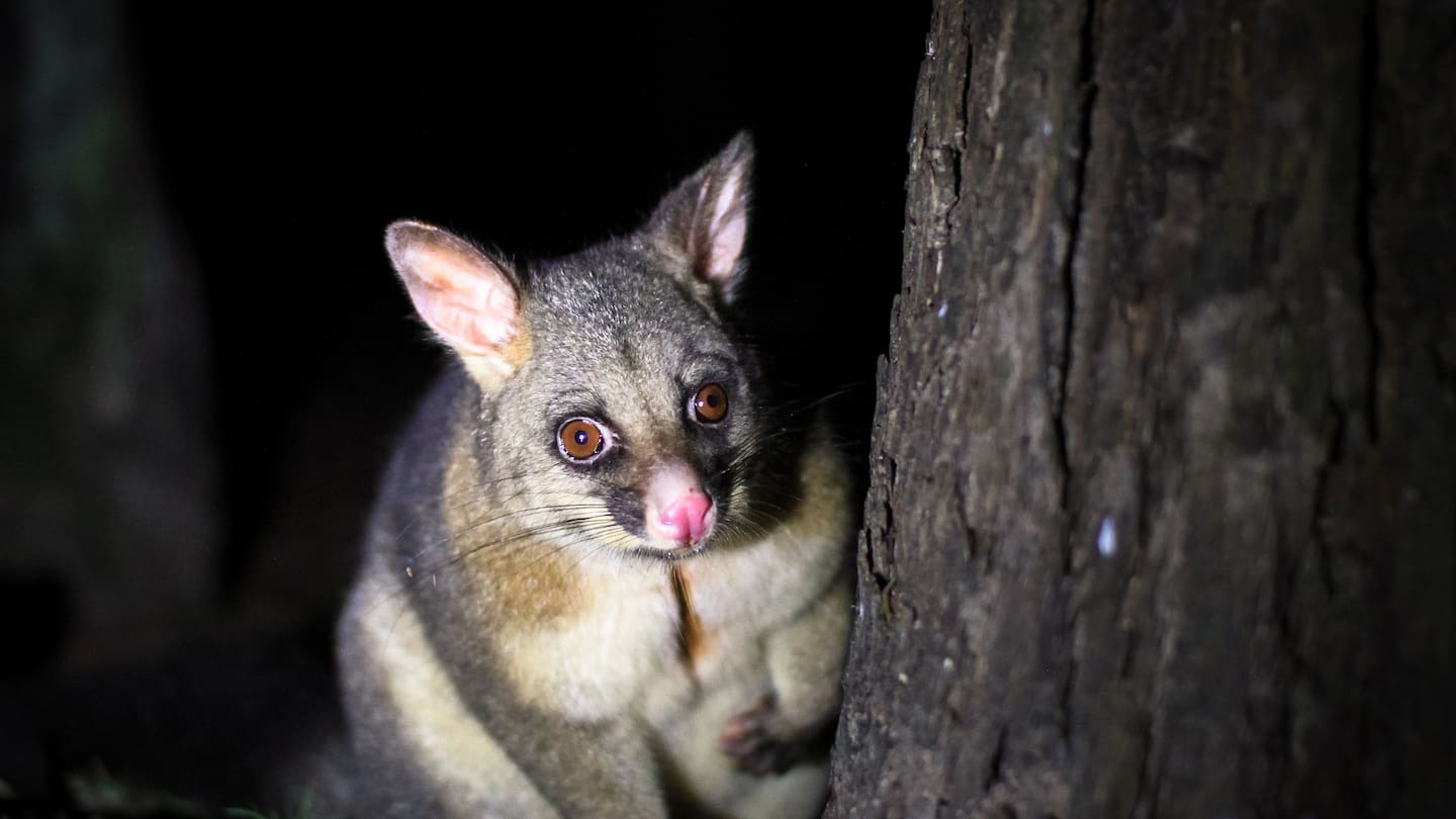 Ruud Kleinpaste: Possums - weird damage patterns and awful noises