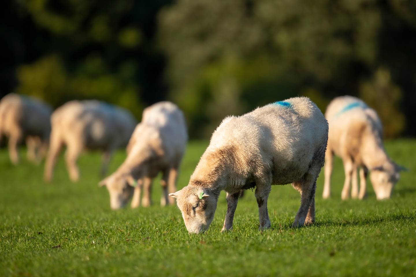 Photo / Michael Craig