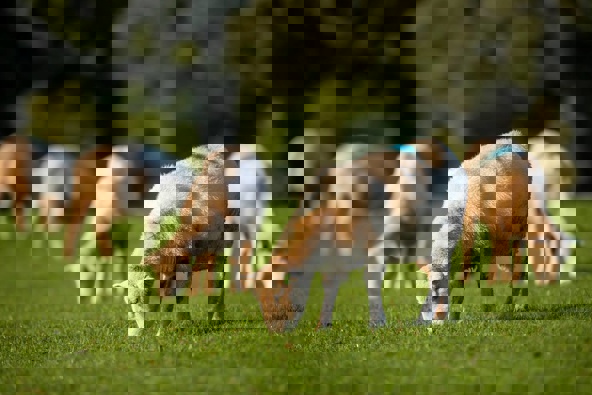 Photo / Michael Craig