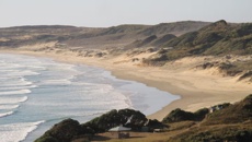 Pilot whale stranding at Northland’s Twilight Beach: 27 dead
