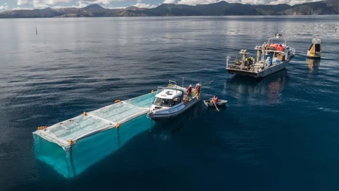 Snapper are being trialled in a new open ocean aquaculture farming system developed by Plant & Food Research scientists. Photo / Plant & Food Research