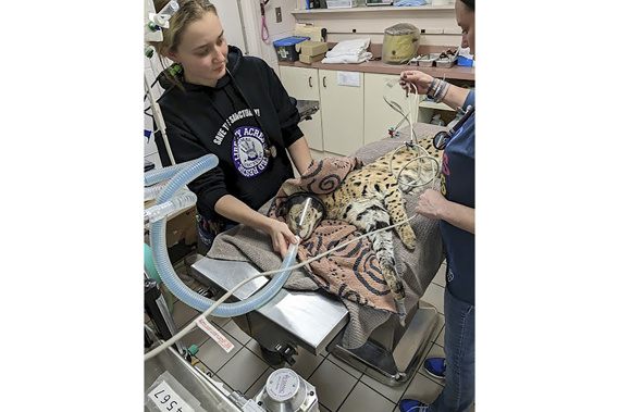 This January 2023 photo provided by Cincinnati Animal CARE shows a serval being treated after it was found to have cocaine in its system in Cincinnati. The cat was later transported to the Cincinnati Zoo. (Ray Anderson/Cincinnati Animal CARE via AP)