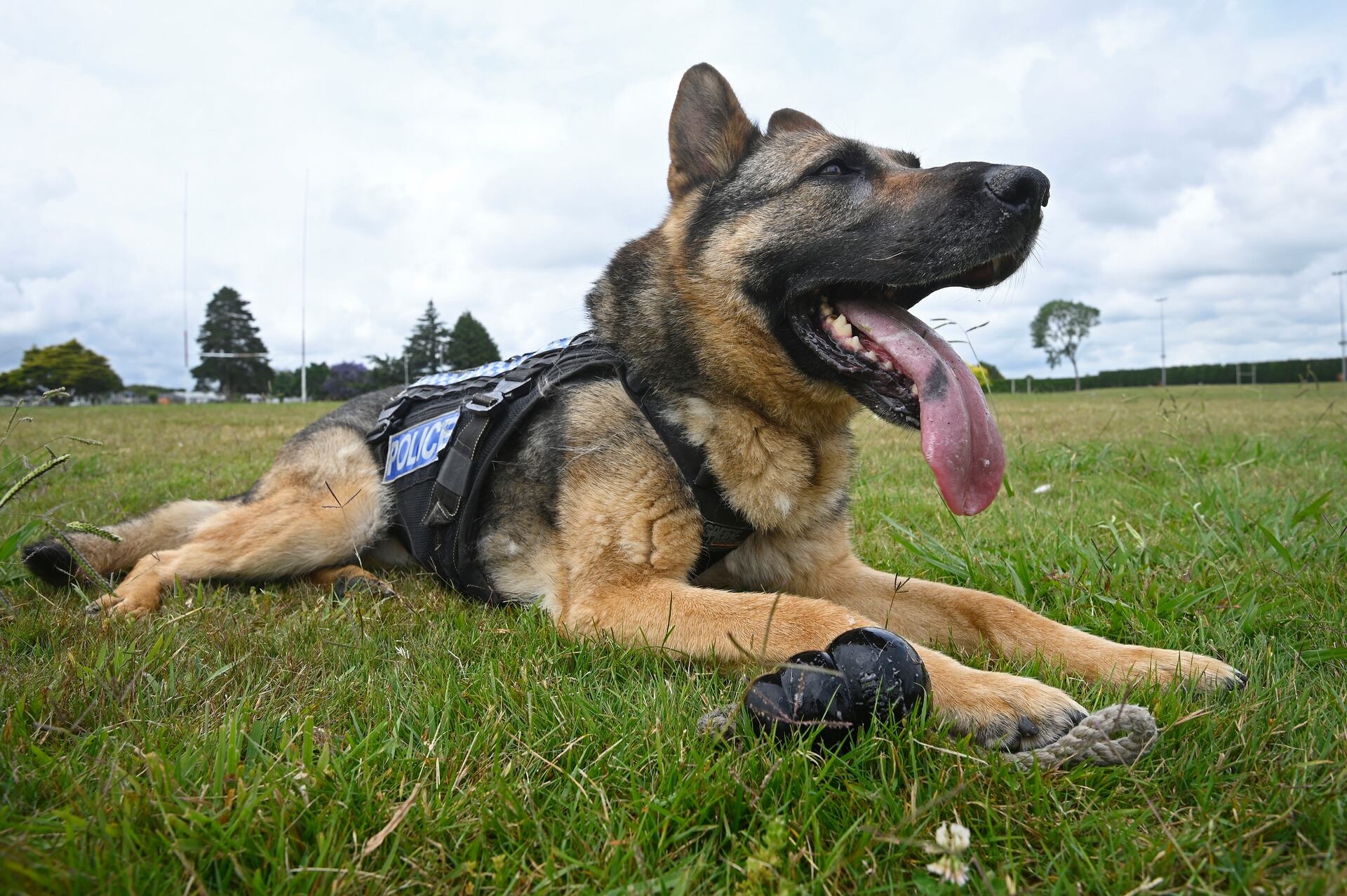 Police set a dog on a fleeing burglar armed with a knife, then struggled to subdue him. Photo / File