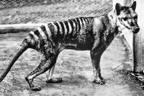 A Tasmanian tiger is seen here at the Berlin Zoo in 1933. Photo / CNN