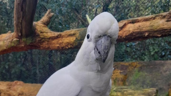 Pepper had been living at the reserve for multiple years.