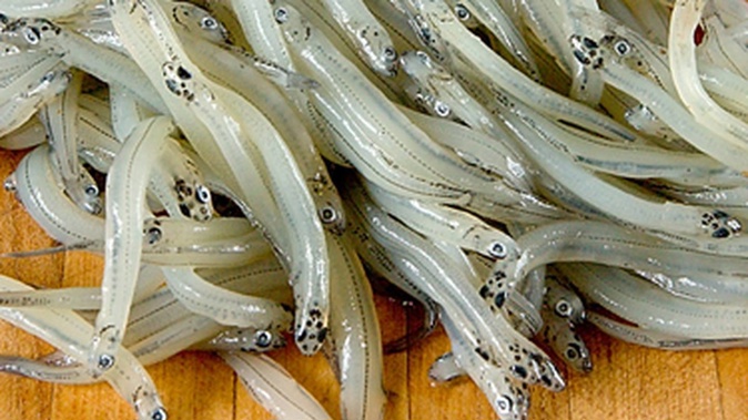 Whitebait fisherman will need to walk 200-300m to access their favourite spot in the Avon River regeneration area. Photo / NZME