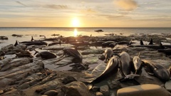 A pod of false killer whales stranded on a remote reef south of Taylor's Bay on the Mahia Peninsua.