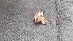 A poisoned sparrow outside the Daily Bread bakery in Pt Chevalier.