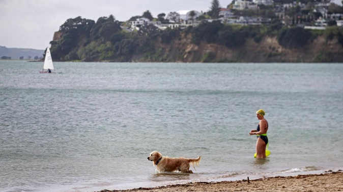 Over the last two years 12 regions across New Zealand have experienced marine heatwaves that last 100 days or longer. Photo / Alex Burton