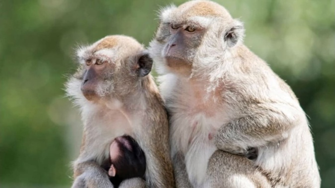A police chief in South Carolina says there is no “almost no danger” to the public after 43 monkeys escaped from a medical research lab. Photo / Yemassee Police Department
