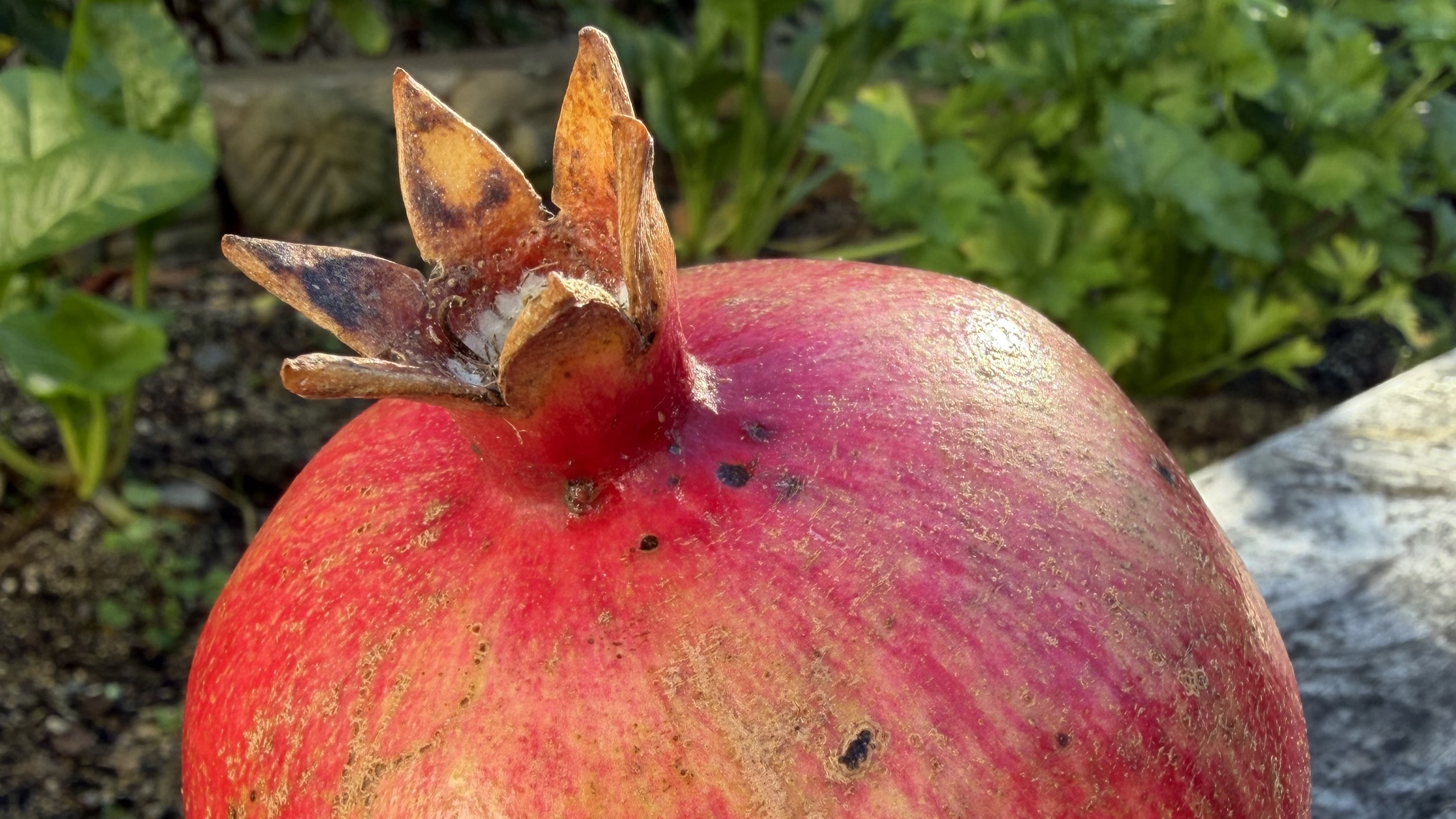 Jack Tame: The first pomegranate