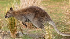 A Bennett's wallaby in full hop. The animals are considered a pest because of the impact they have on the environment. Photo / Otago Regional Council