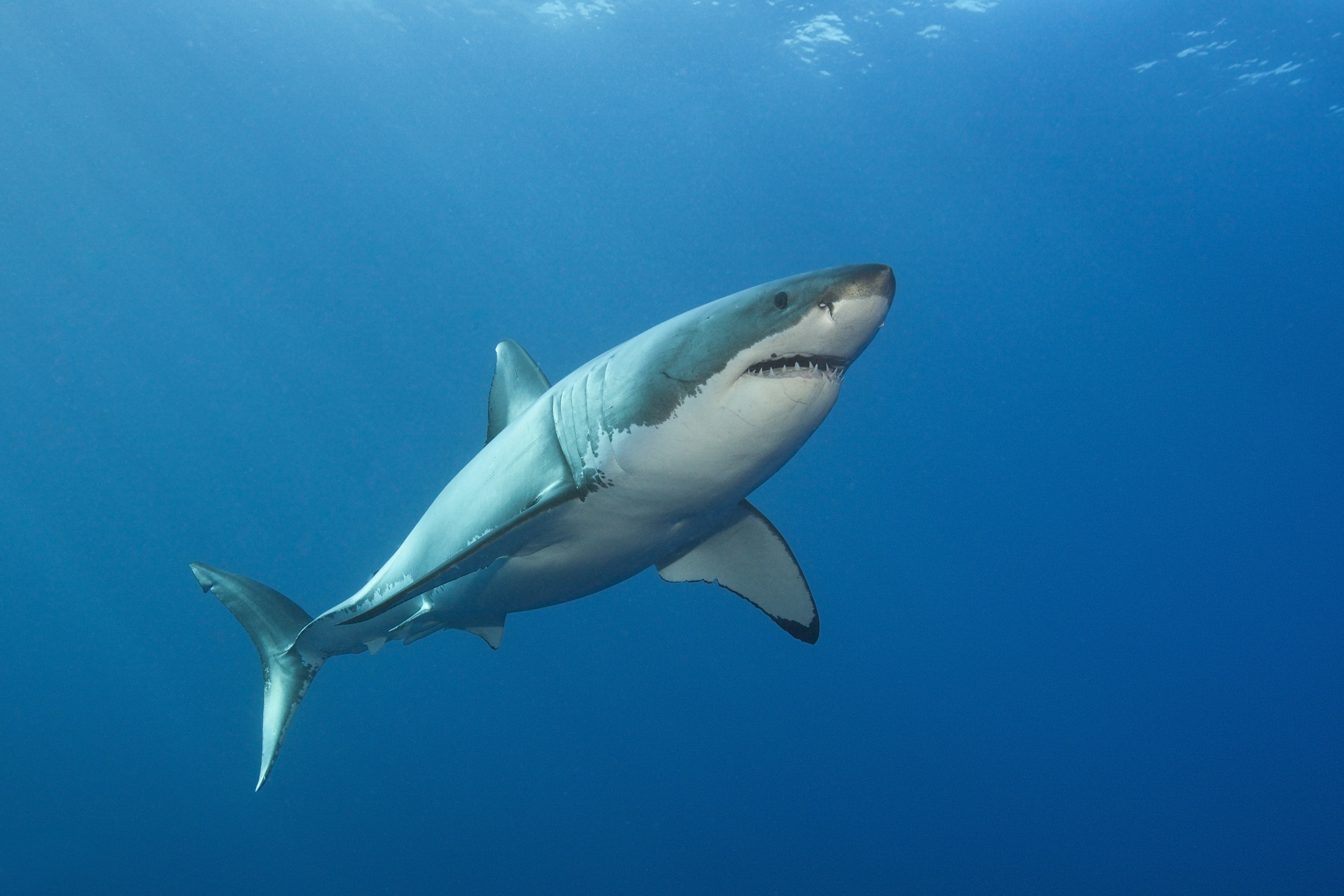 Queensland MP calls for shark cull following recent attacks 