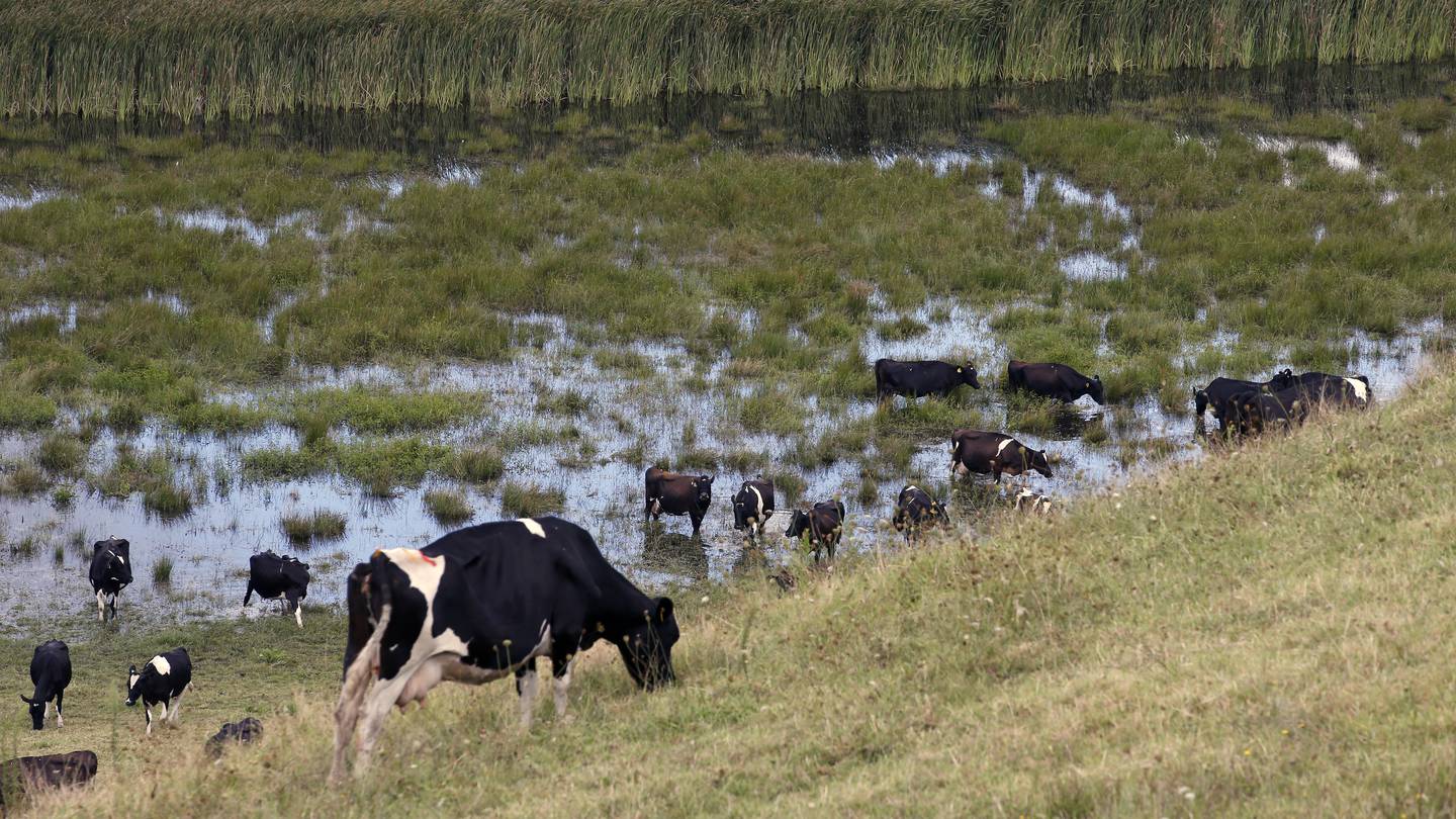 B+LNZ’s response team is working across the North Island, to connect with farming communities. Photo / NZME