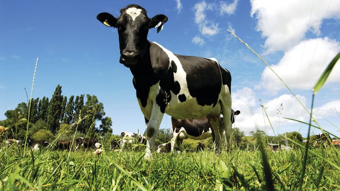 Rabobank says Indonesia will need to scale up both the live cattle supply and the local dairy supply chain to achieve its ambitious milk supply growth targets.