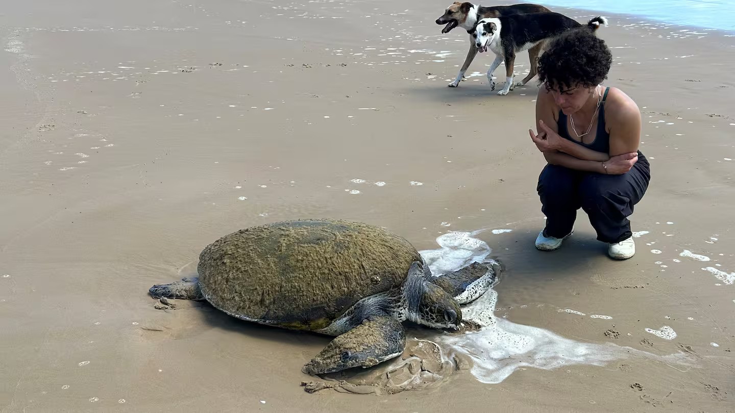 Northland woman finds 94kg turtle washed up on beach