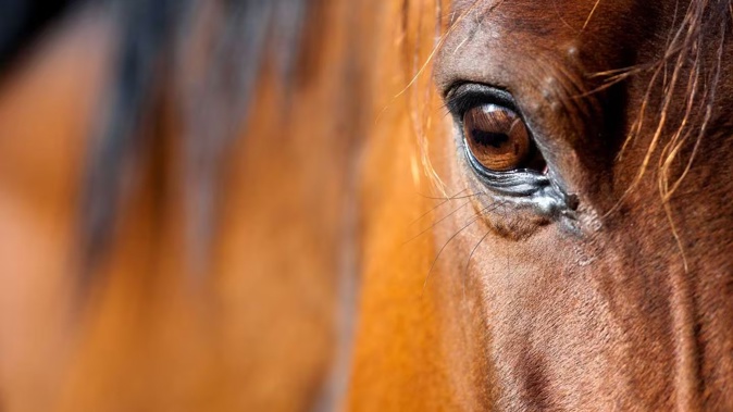 Thomas Simon has been sent to prison for trying to poison horses, among other charges. Photo / Stock Image