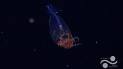 First confirmed live observation of the colossal squid, Mesonychoteuthis hamiltoni, in its natural habitat. Photo / ROV SuBastian / Schmidt Ocean Institute