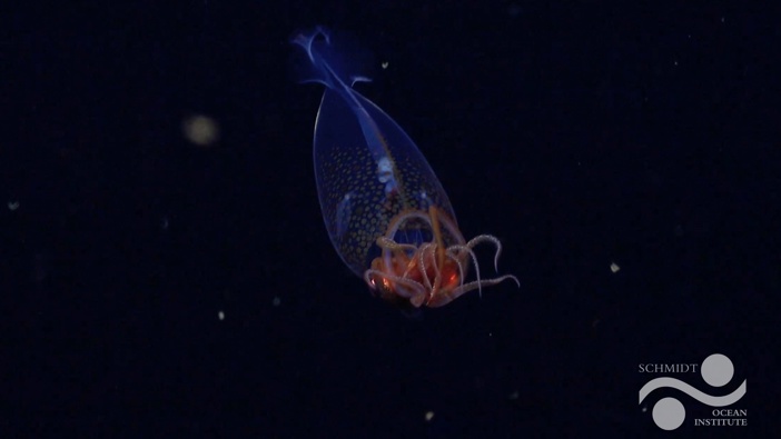 First confirmed live observation of the colossal squid, Mesonychoteuthis hamiltoni, in its natural habitat. Photo / ROV SuBastian / Schmidt Ocean Institute