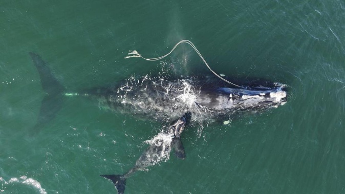 An endangered North Atlantic right whale entangled in fishing rope was sighted with a newborn calf in waters near Cumberland Island. Photo / AP
