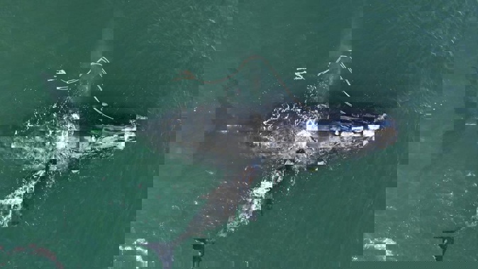 An endangered North Atlantic right whale entangled in fishing rope was sighted with a newborn calf in waters near Cumberland Island. Photo / AP