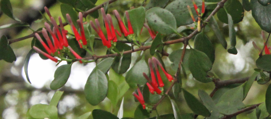 Scarlet Mistletoe Rotoiti Lakepp. Photo / Supplied