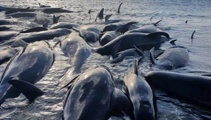 Thirty-three pilot whales die in mass stranding at Parengarenga harbour in Far North