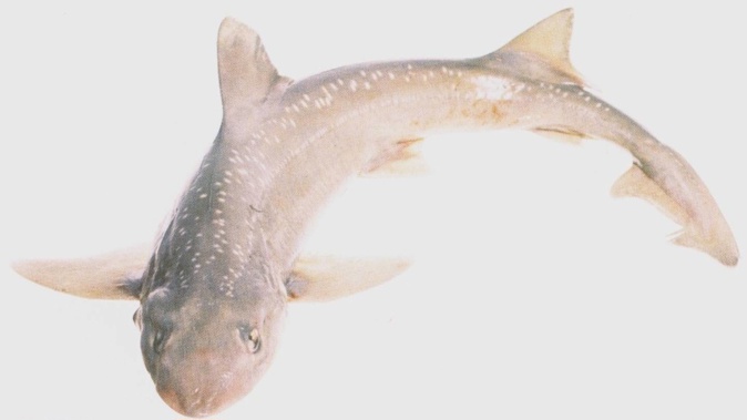 Rig, also known as "lemon fish" and spotted dogfish, are small sharks found in coastal waters all around New Zealand. Photo / Supplied