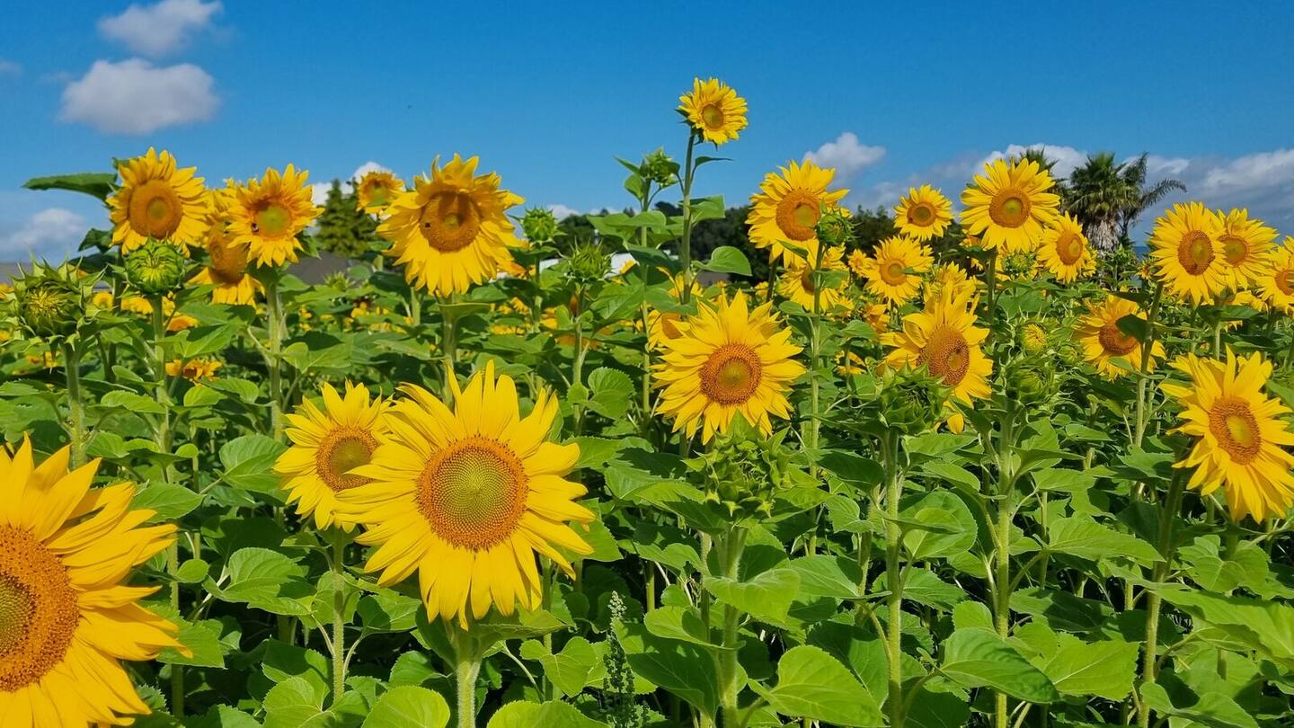 ‘Towering golden flowers’: Sunflower project to boost Rotorua Hospital’s children’s unit