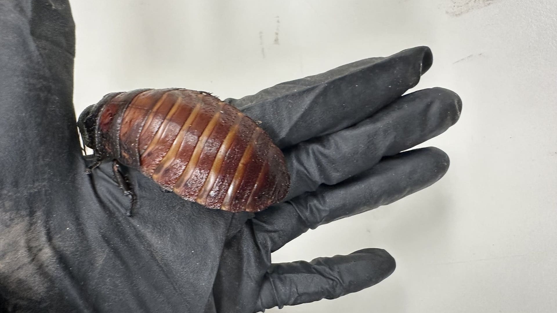 Australia seizes 100,000 cockroaches in bug-breeder bust