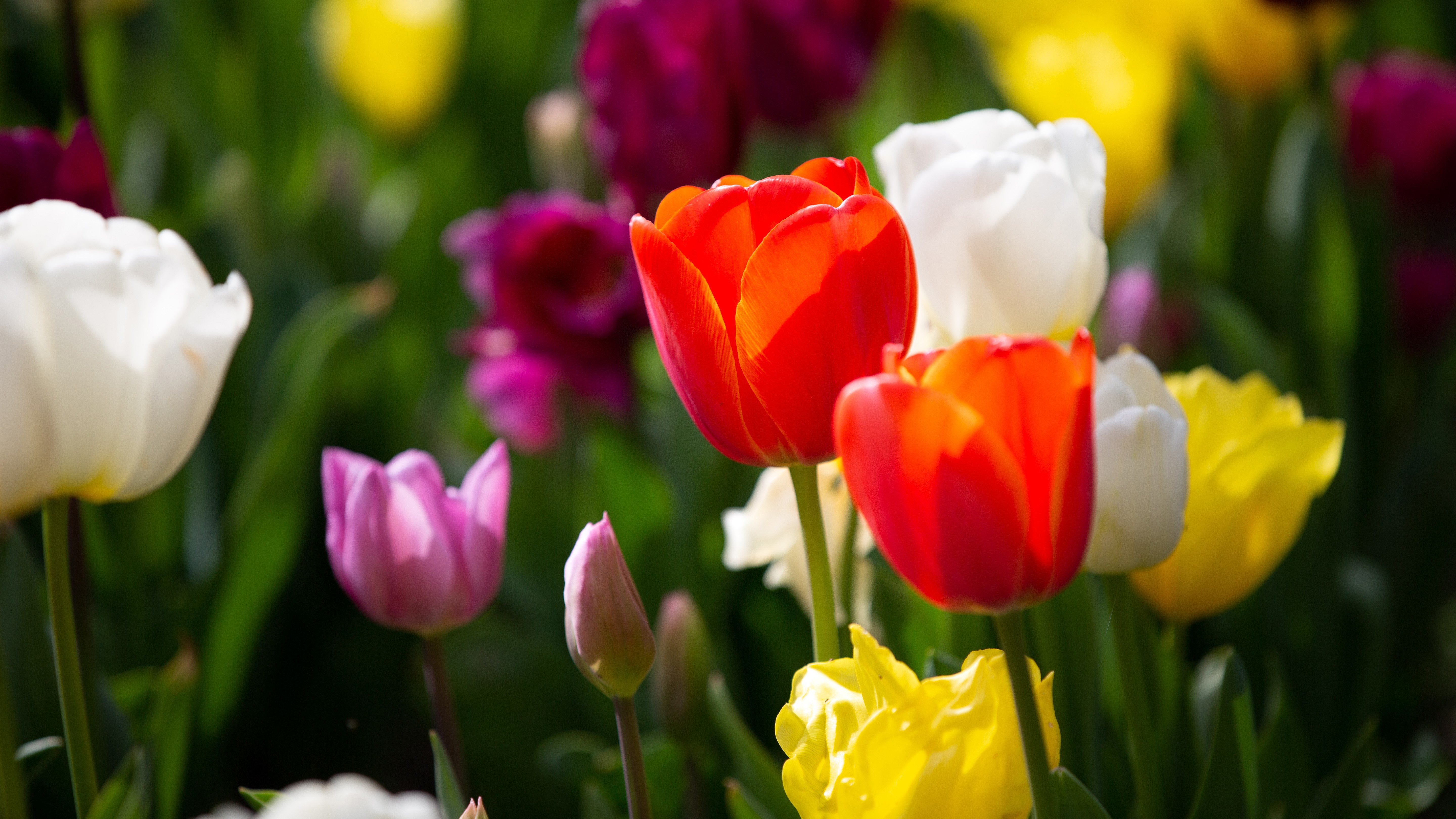 Ruud Kleinpaste: Timing and tricks for planting bulbs and corms