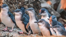 'Skin and bones': 40 dead blue penguins washed up on Far North Beach