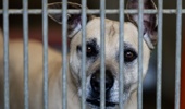 Auckland Council is trialling a buy-now pay-later service at its three main animal shelters as a third of impounded dogs go unclaimed.