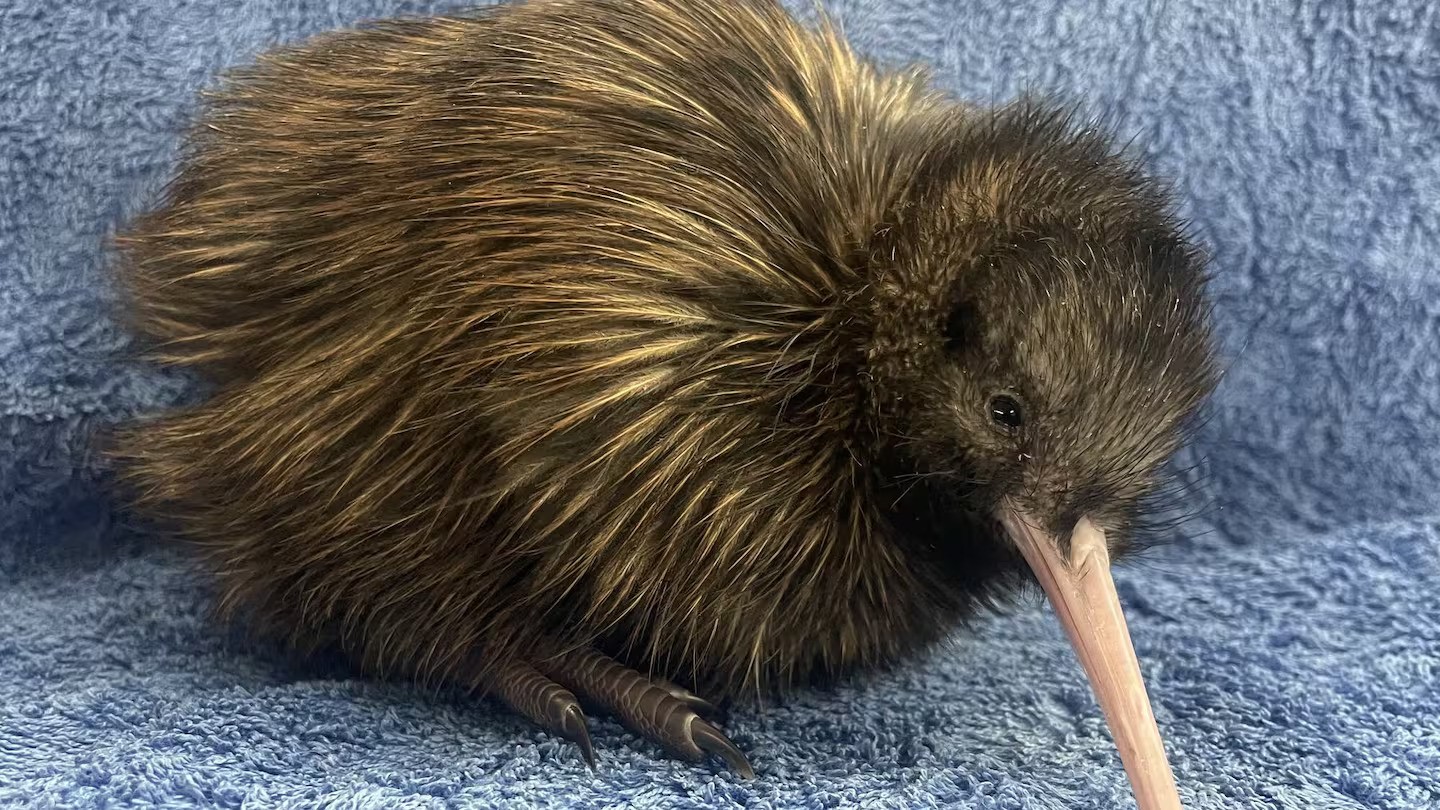 New Zealand’s first kiwi chick of the season, named Joker, hatched at Napier Kiwi Creche. Photo / Save the Kiwi