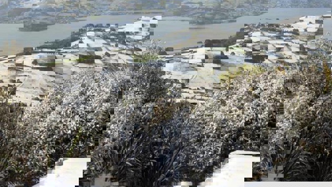 The Otago Peninsula and Upper Junction covered with a sprinkling of snow last week, in this view from the summit of Mt Cargill. Photo / Stephen Jaquiery