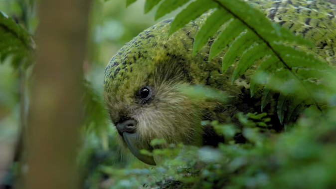 Former Waikato resident, kākāpō Ōtepoti has passed away. Photo / Karl Drury, Department of Conservation