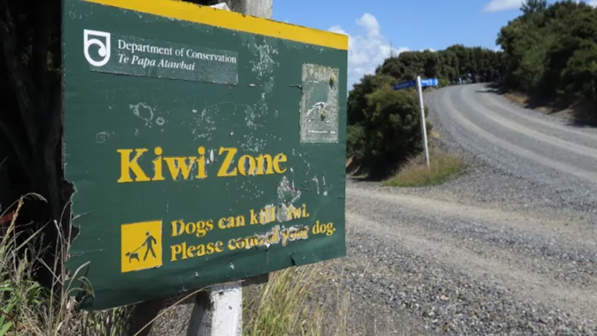 The dead kiwi have been found at Wharengaere Bay in the northern Bay of Islands. Photo: RNZ / Peter de Graaf
