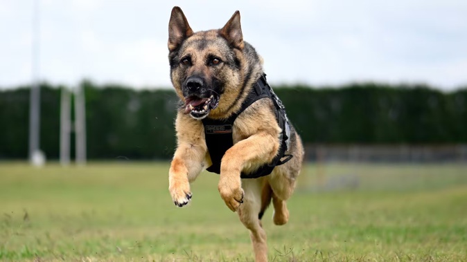The defendant was bitten by a police dog and remains in hospital. Photo / NZME
