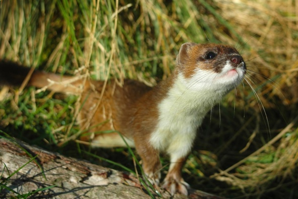 In August 2022 a male stoat was identified on Chalky Island/Te Kākahu-O-Tamatea.