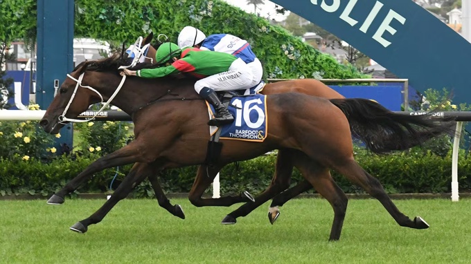 Melbourne Cup set to have no New Zealand-trained horses