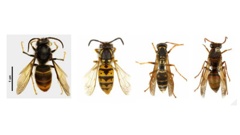The yellow-legged hornet (far left) presents a biosecurity concern due to its potential impact on honey and wild bee populations. Photo / Biosecurity NZ