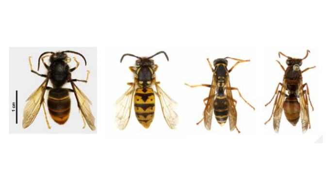 The yellow-legged hornet (far left) presents a biosecurity concern due to its potential impact on honey and wild bee populations. Photo / Biosecurity NZ